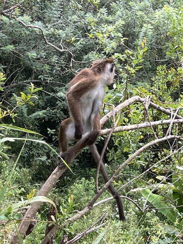 Toque Macaque