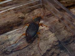 Chlaenius tricolor