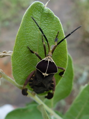Petascelis remipes