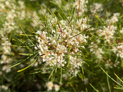 Hakea trifurcata, photograph (c) smathichong, some rights reserved (CC BY)
