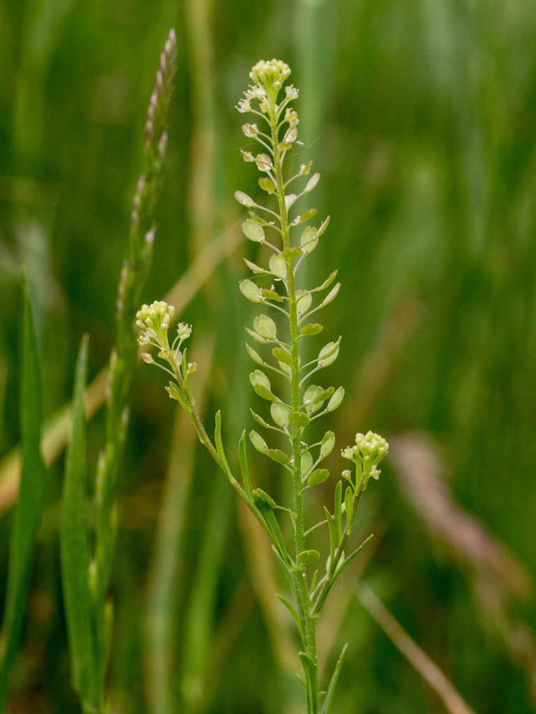 Southern pepperweed