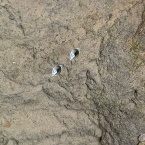 Dineutus mellyi