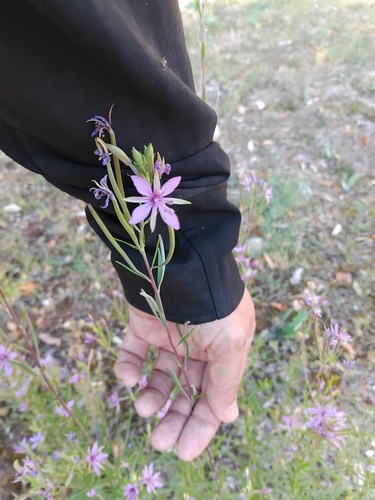 Rosemary-leaved Willowherb