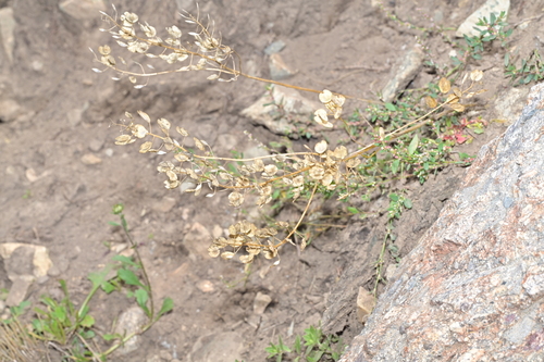 field penny-cress