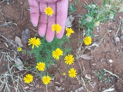 Thymophylla tenuiloba