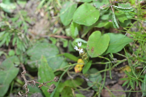alpine bistort