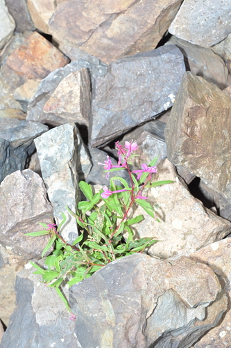 fireweed