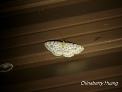Percnia suffusa