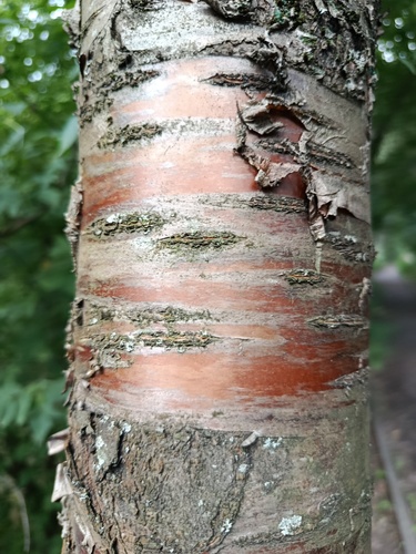 Наблюдение на iNaturalist