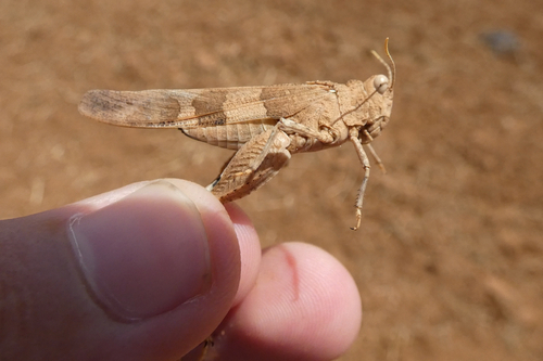 Oedipoda mauritanica