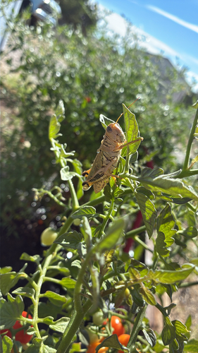 Differential Grasshopper