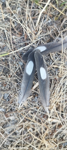 Plume de Hirondelle de rochers