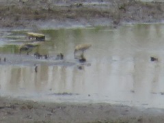 Calidris minuta