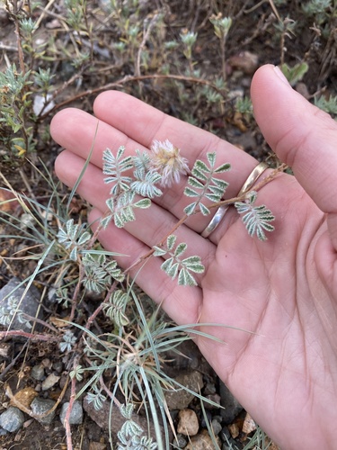 Dalea neomexicana