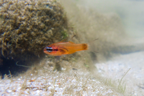 Brazilian flamefish (Apogon americanus) — Apogonidae