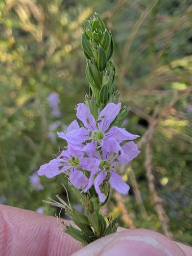 Lythrum alatum, photograph 6