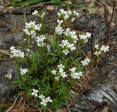 Cardamine resedifolia