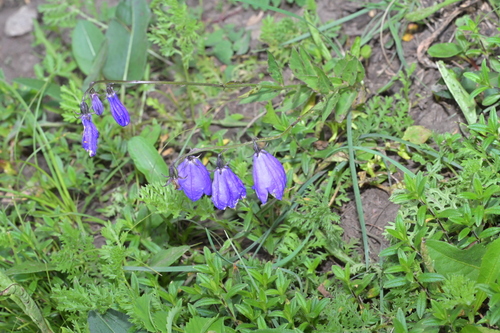 Adenophora polyantha