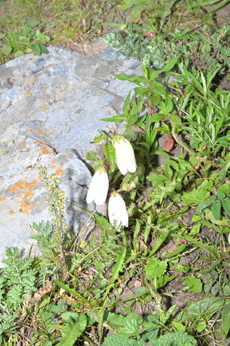 Spotted bellflower