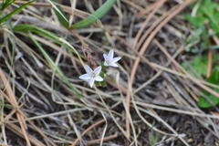 Claytonia