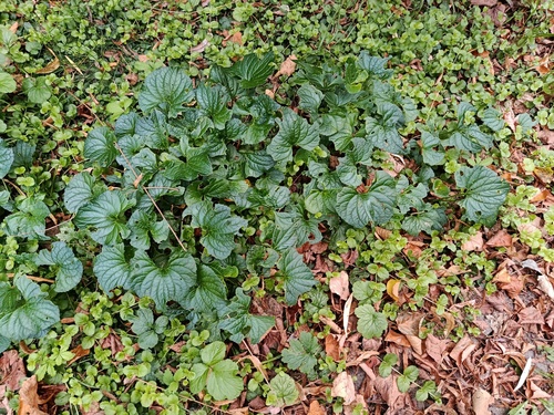 Наблюдение на iNaturalist