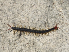 Scolopendra mutilans
