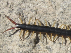 Scolopendra mutilans