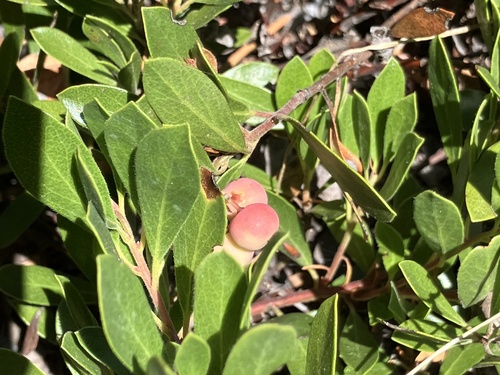 Arctostaphylos nevadensis, photograph 6