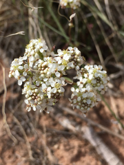 Lepidium montanum