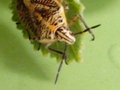 Pentatomoidea