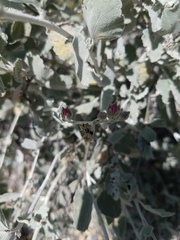 Malacothamnus gracilis