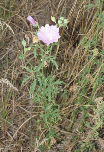 Malva excisa, photograph 4