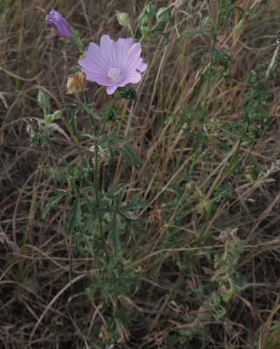 Malva excisa, photograph 5