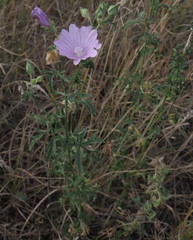 Malva excisa, photograph Oleksandr Shynder, CC BY, iNaturalist via GBIF