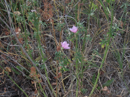 Malva excisa, photograph 6
