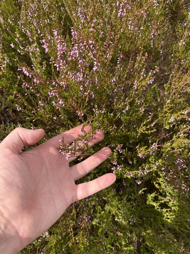 common heather