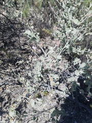 Malacothamnus gracilis