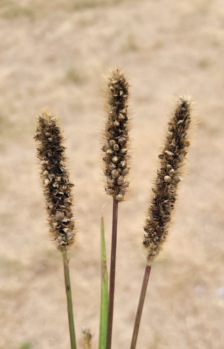 Macalpinomyces neglectus