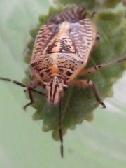 Pentatomoidea