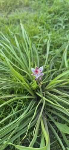 Flowering-rush