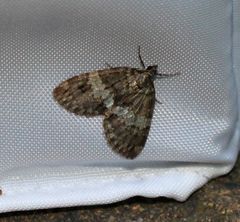 Hydriomena impluviata