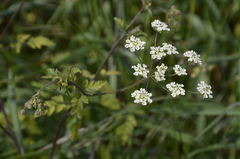 Chaerophyllum temulum