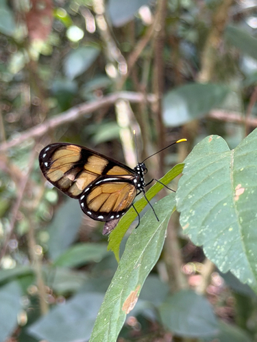 Dero Clearwing
