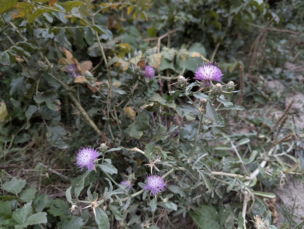 Centaurea iberica; photograph (c) Islam Galymzhanov, some rights reserved (CC BY)