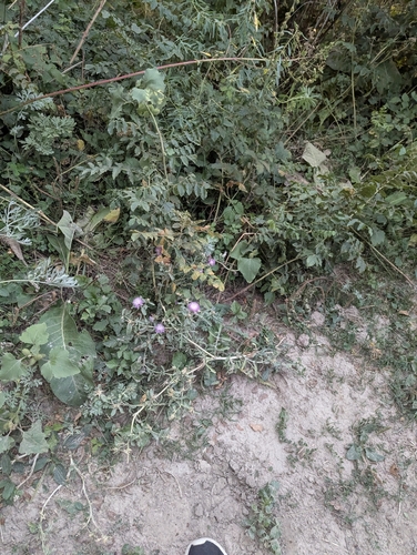 Centaurea iberica, photograph 2
