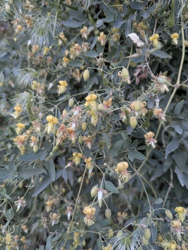 Clematis orientalis, photograph 4