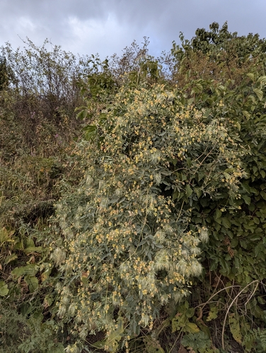Clematis orientalis, photograph 5