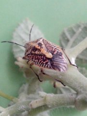 Pentatomoidea
