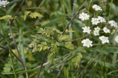 Chaerophyllum temulum