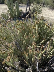 Cylindropuntia tesajo